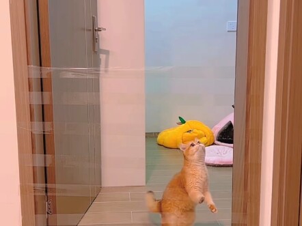 Tốc độ phản ứng của chú mèo quả nhiên không tầm thường, hóa ra còn chẳng làm họ té ngã