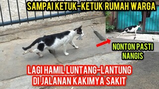 Astagfirullah Kucing Hamil Mencari Pertolongan Karena Kakinya Sakit Di Jalanan..!