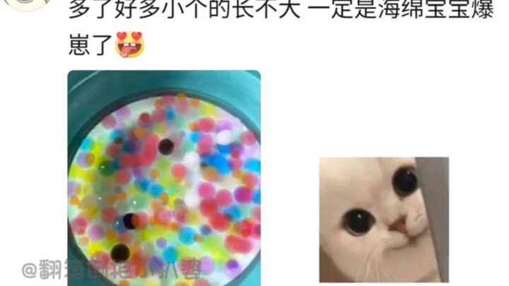 เจ้าสิ่งนี้มันสามารถออกลูกได้จริงๆ เหรอ?