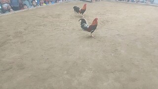 #batangsabungero#