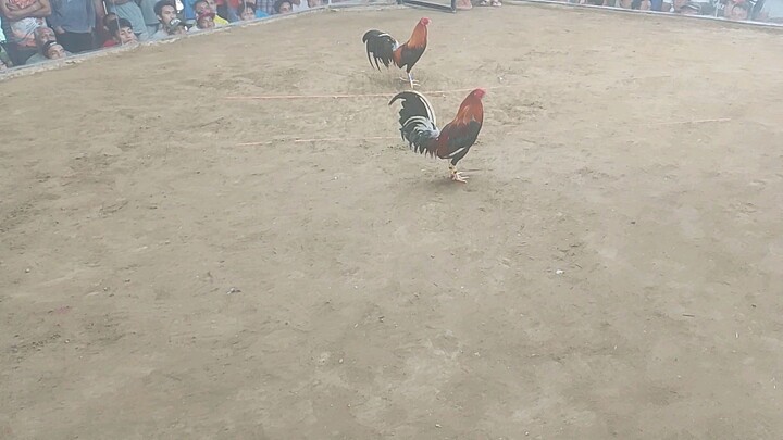#batangsabungero#