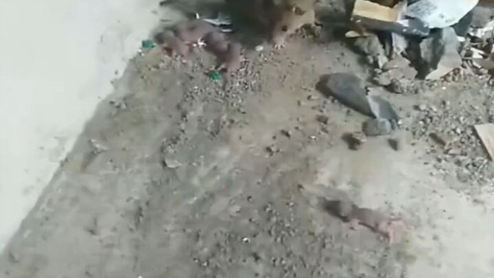 Làm ơn với nó chính là tàn nhẫn với chính mình; chỉ vài tuần sau, trong hũ gạo ở nhà bỗng xuất hiện 