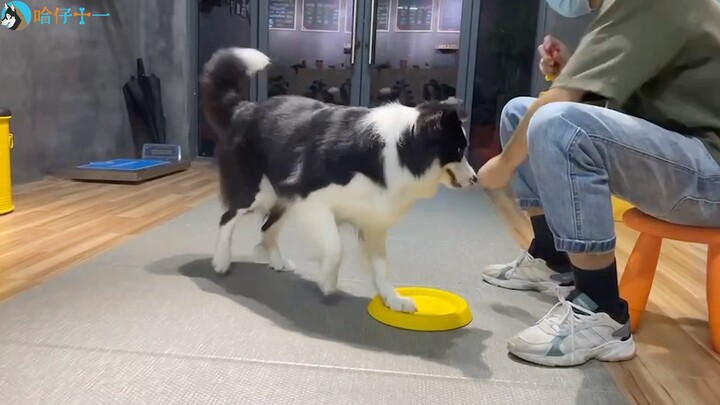 Anjing-anjing yang lebih pintar dari kamu semua sedang rajin belajar, tapi kamu malah tidur nyenyak 