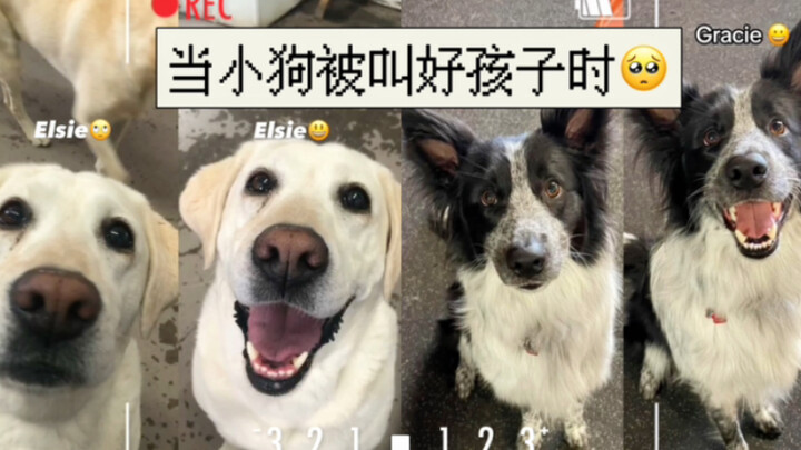 “Ketika anak anjing dipanggil ‘anak baik’..! (´∀｀)”