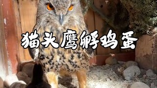 猫头鹰孵鸡蛋