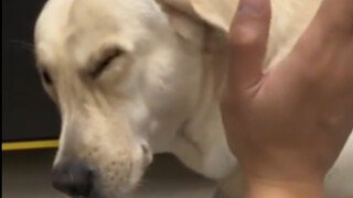 🐶 ทำยังไงดีเมื่อสุนัขหวงอาหาร ตีก็เสียดาย แต่ก็จำเป็นต้องตี! ลูกขนของคุณหวงอาหารหรือเปล่า? 🐶