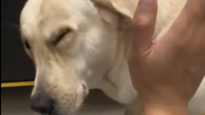 🐶 ทำยังไงดีเมื่อสุนัขหวงอาหาร ตีก็เสียดาย แต่ก็จำเป็นต้องตี! ลูกขนของคุณหวงอาหารหรือเปล่า? 🐶