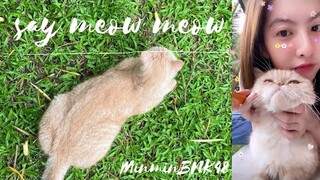say meow meow : มินมินกับแมวแมว