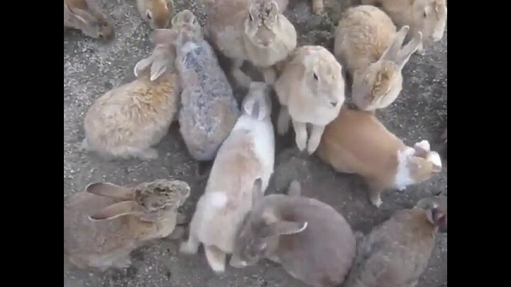 Video Lucu Hewan Edukatif untuk Anak Cara Memberi Makan Kelinci di Peternakan