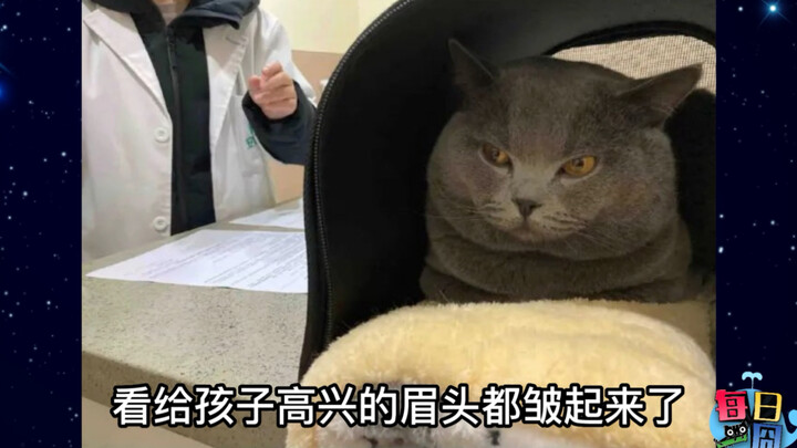 [Daily Awkward Moment] The Kitten Eavesdropping on Its Own Spaying/Neutering Plan