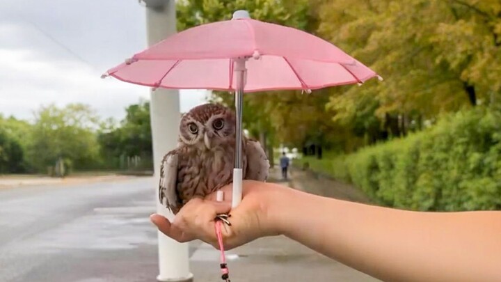 ลมมีหมวก ฝนมีร่ม: ลูกนกฮูกที่ถูกผู้หญิงอุ้มไว้ในฝ่ามือ