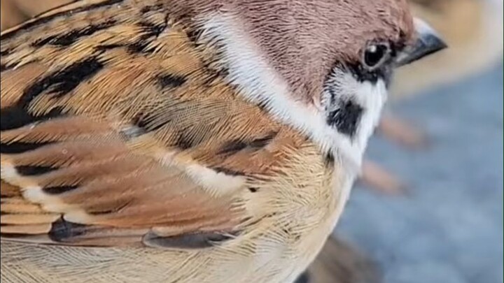 นกกระจอก แค่นกกระจอกเท่านั้น