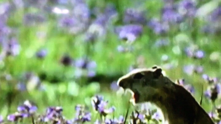 สารักคาดี