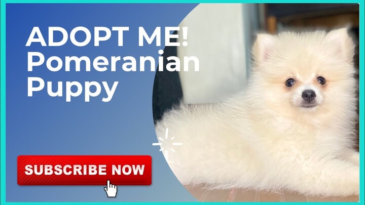 ADOPT ME! Pomeranian Puppy | SUPER MARCOS VLOGS