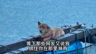 Guangdong's Most Affectionate Dog