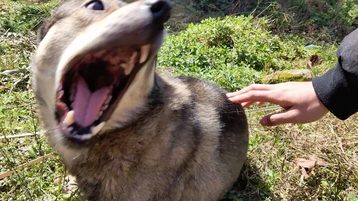 [Pecinta Anjing] Eh... Ini sangat tiba-tiba