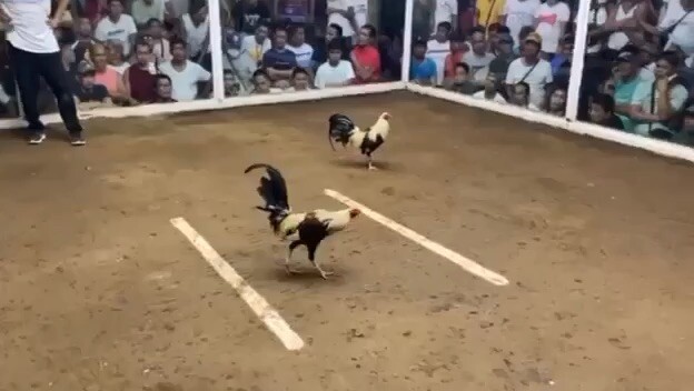 2nd fightsarung banggui 5stag derby