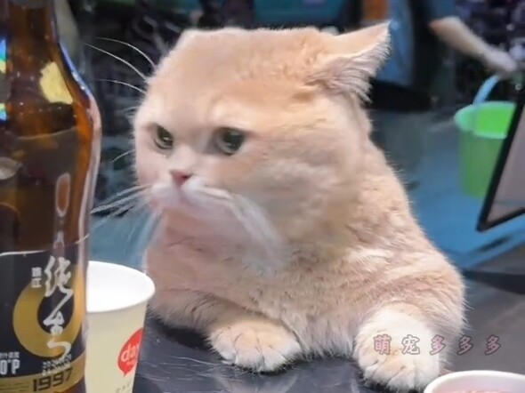 ♥Thế giới này không thể thiếu mèo#1♥