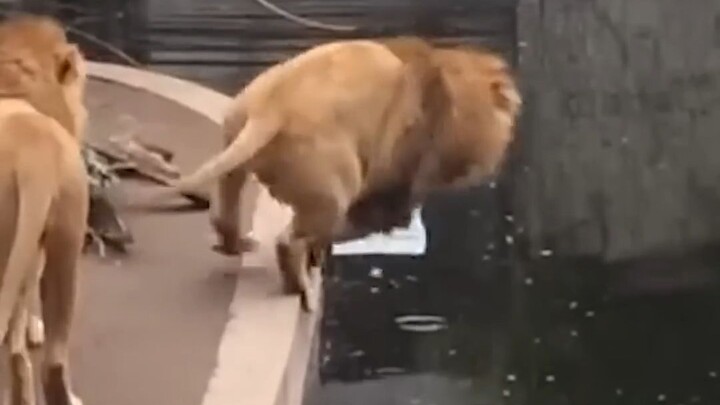 เวลาอวดต้องระวังพื้นด้วยนะ