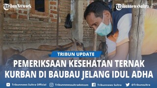 Dinas Pertanian Baubau Sultra Beri Tanda Ini ke Hewan Kurban yang Sehat Jelang Idul Adha 2024