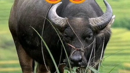 Tipe Sempurna yang Disukai Pria
