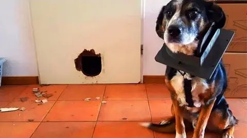 Funny animals - Funny cats / dogs - Funny animal videos 131 - Bilibili Funny animals - Funny cats / dogs - Funny animal videos 131 - Bilibili