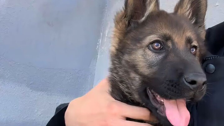 Ternyata masih ada jurusan yang mengirimkan anak anjing