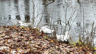 Squirrels in the wood and geese in the pond. Views of nature in Russia