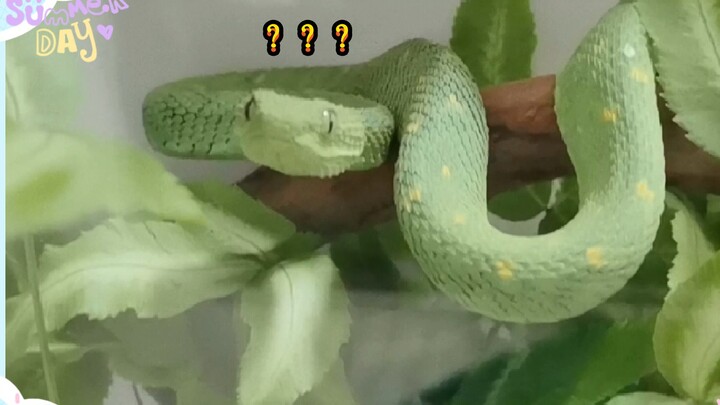 [Animals]Got my new pet: Atheris chlorechis