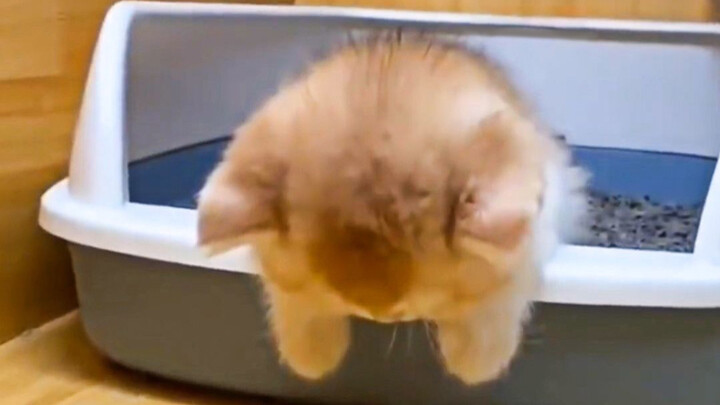 “Đi vệ sinh xong rồi hãy ngủ nhé!”