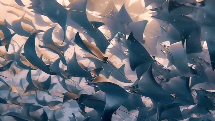 “When Life Starts to Dance in Harmony: Every Frame is a Visual Feast”