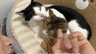Even cats can have office romances!!!!