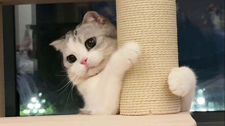 Quá đáng yêu, xem xong không cười mỉm thì thách thức!