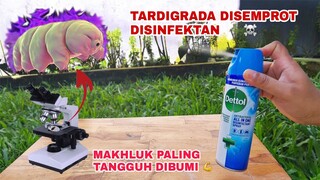 EKSPERIMEN: TARDIGRADA vs DISINFECTANT