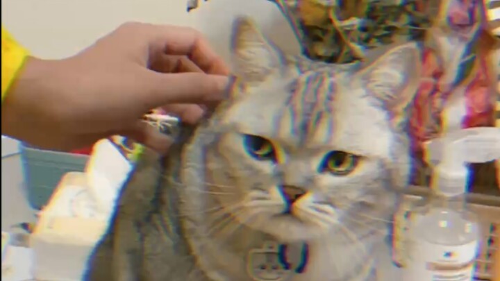 The delivery guy is seriously the talk of the town—his chat with the kitten is just too hilarious lo