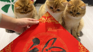 小猫咪的脚竟然那么黑！！！