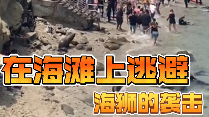 Today's mood: Fleeing from sea lions on the beach