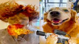 Thú Cưng TV | Gâu Đần và Bà Mẹ #56 | Chó Golden Gâu Đần thông minh vui nhộn | Pets cute smart dog