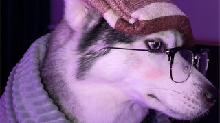 أنا وغد، لكنني فقط ارتكبت الخطأ نفسه الذي ترتكبه جميع الكلاب.