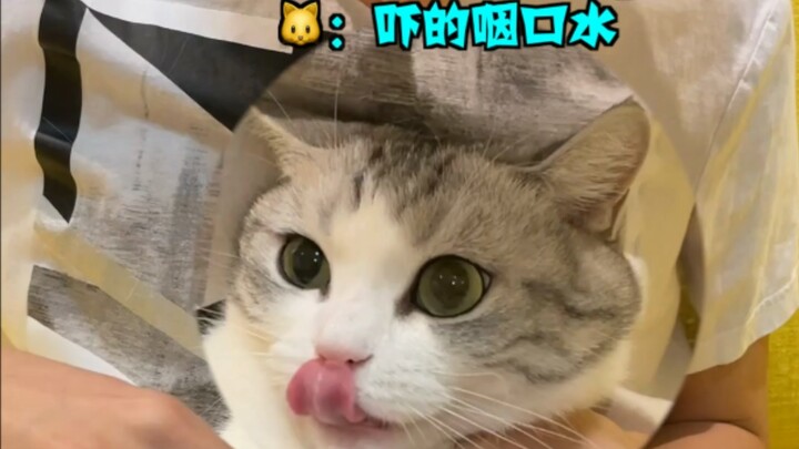 ฉันคือแมวน้อยขี้อ้อนที่สุดเลย!