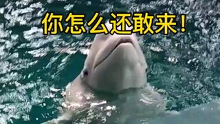 白鲸对于投喂员偷他水一事耿耿于怀！白鲸:来一次我吐你一次！