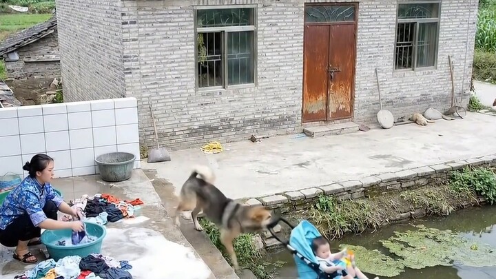 Đại Hoàng cứu trẻ em rơi xuống nước