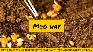 làm vườn và thủ thuật trồng cây tuyệt vời