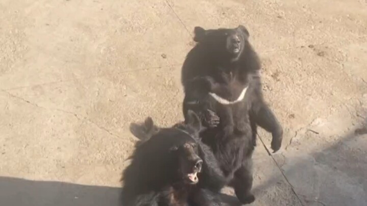 หมีดำกลายเป็นปีศาจแล้ว