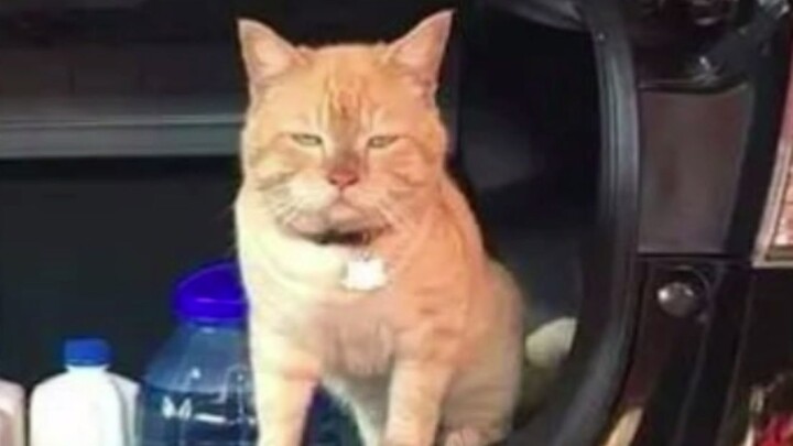 Setelah lupa kucing di bagasi, dia jadi sangat kesal—bagaimana cara menenangkannya?