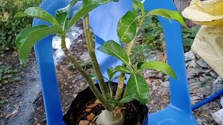 grafting adenium