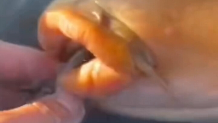 Kalian para pemancing jangan terus-terusan ngeprank kayak gitu!