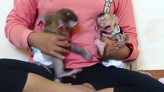Monkey Baby | Wow Adorable Little Maki and Baby Maku fight for their mother