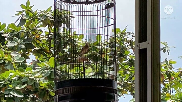 SUARA BURUNG BRANJANGAN GACOR