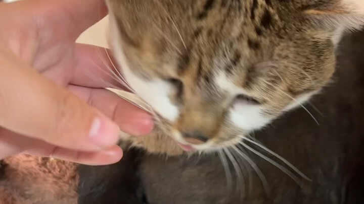 Dia itu pincang kok!